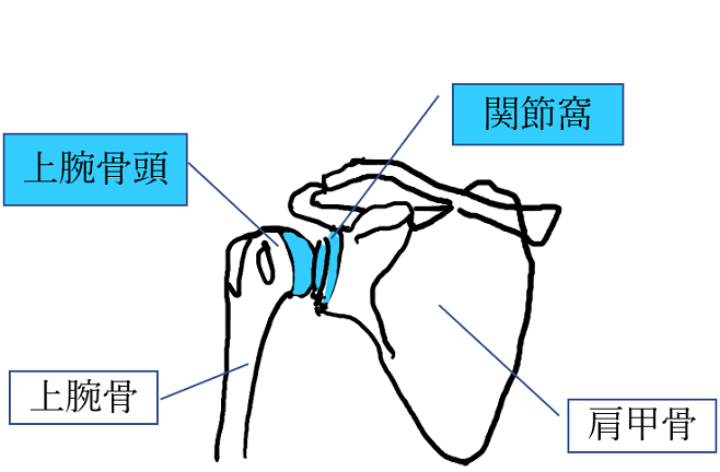 肩関節の仕組み