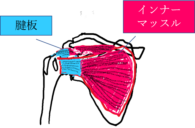 肩関節の仕組み